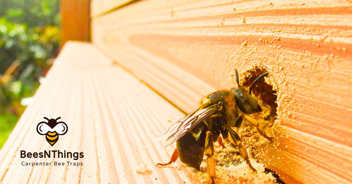 Bee Dam 101: Repairing and Preventing Carpenter Bee Damage