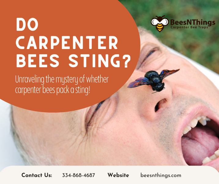 Do Carpenter Bees Sting?