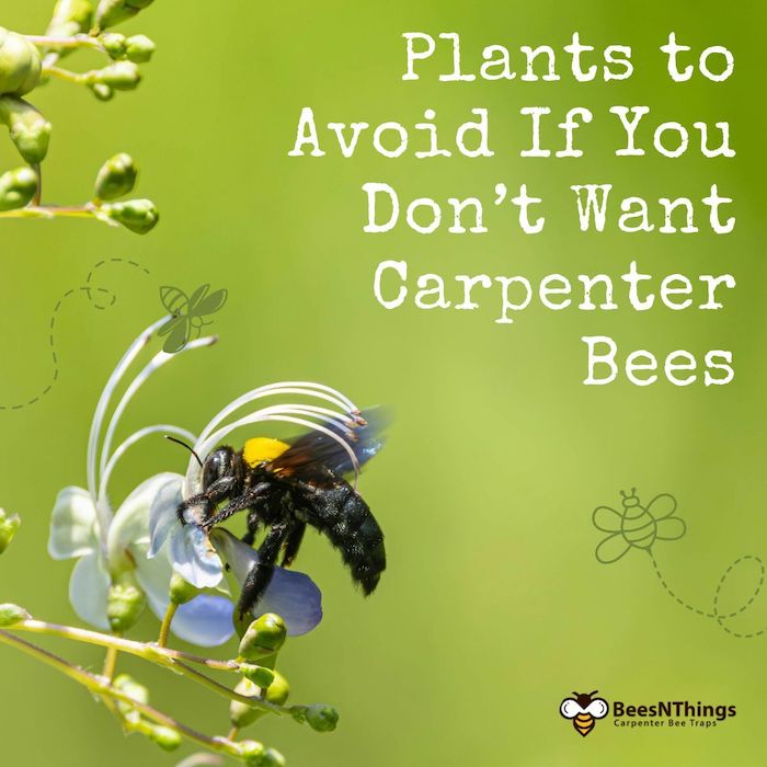 Plants to Avoid If You Don’t Want Carpenter Bees