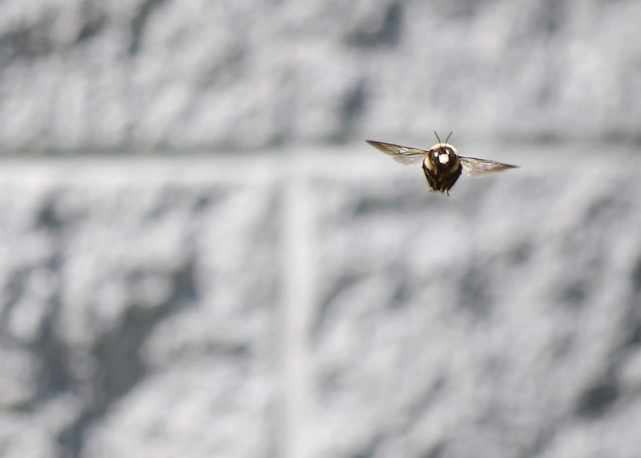 THINGS YOU SHOULD KNOW ABOUT CARPENTER BEES