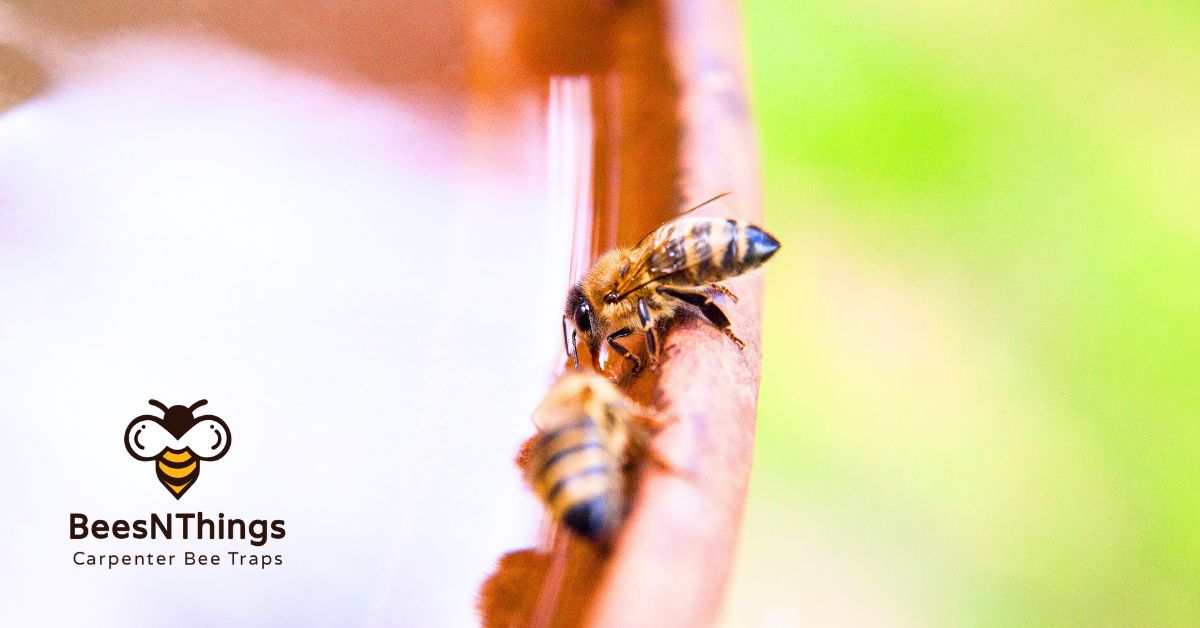 Tips for Protecting Outdoor Furniture and Decks From Carpenter Bees