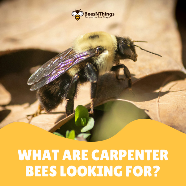 What Are Carpenter Bees Looking For?