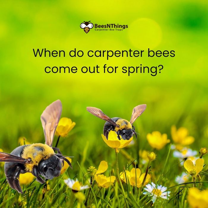 When do carpenter bees come out for spring?