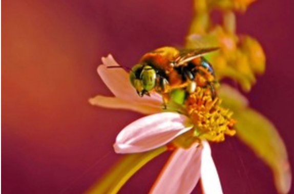 3 THINGS ABOUT CARPENTER BEES THAT WILL SURPRISE YOU